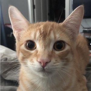 Meet your Posher, Jayden